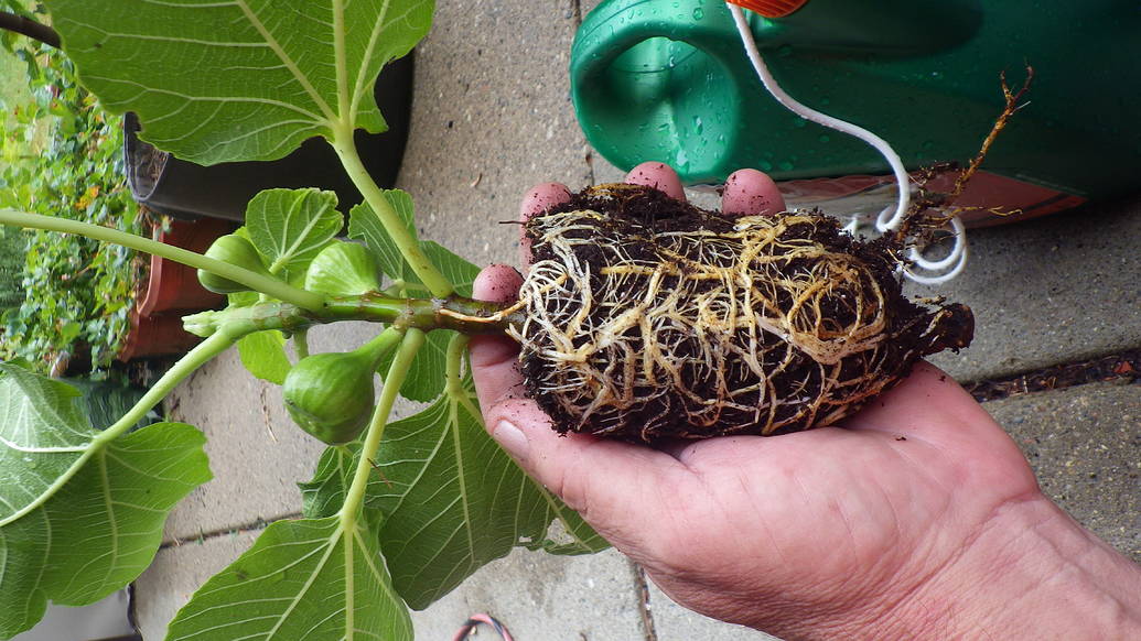 Step 4 of Marcotting: Verify if roots have developed.