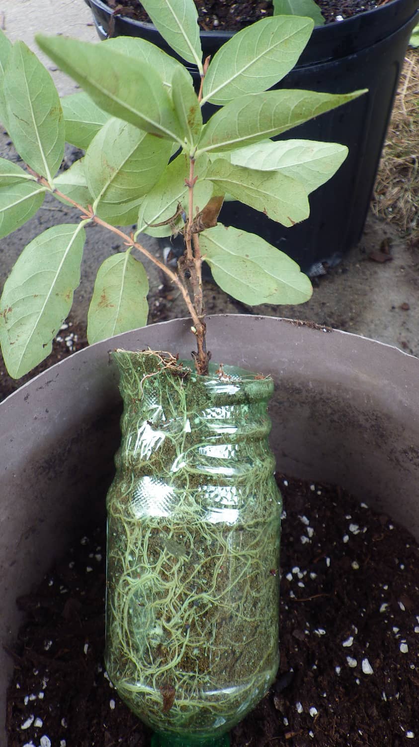 Step 5 of marcotting: cut the branch from the mother plant and transfer to its own container.