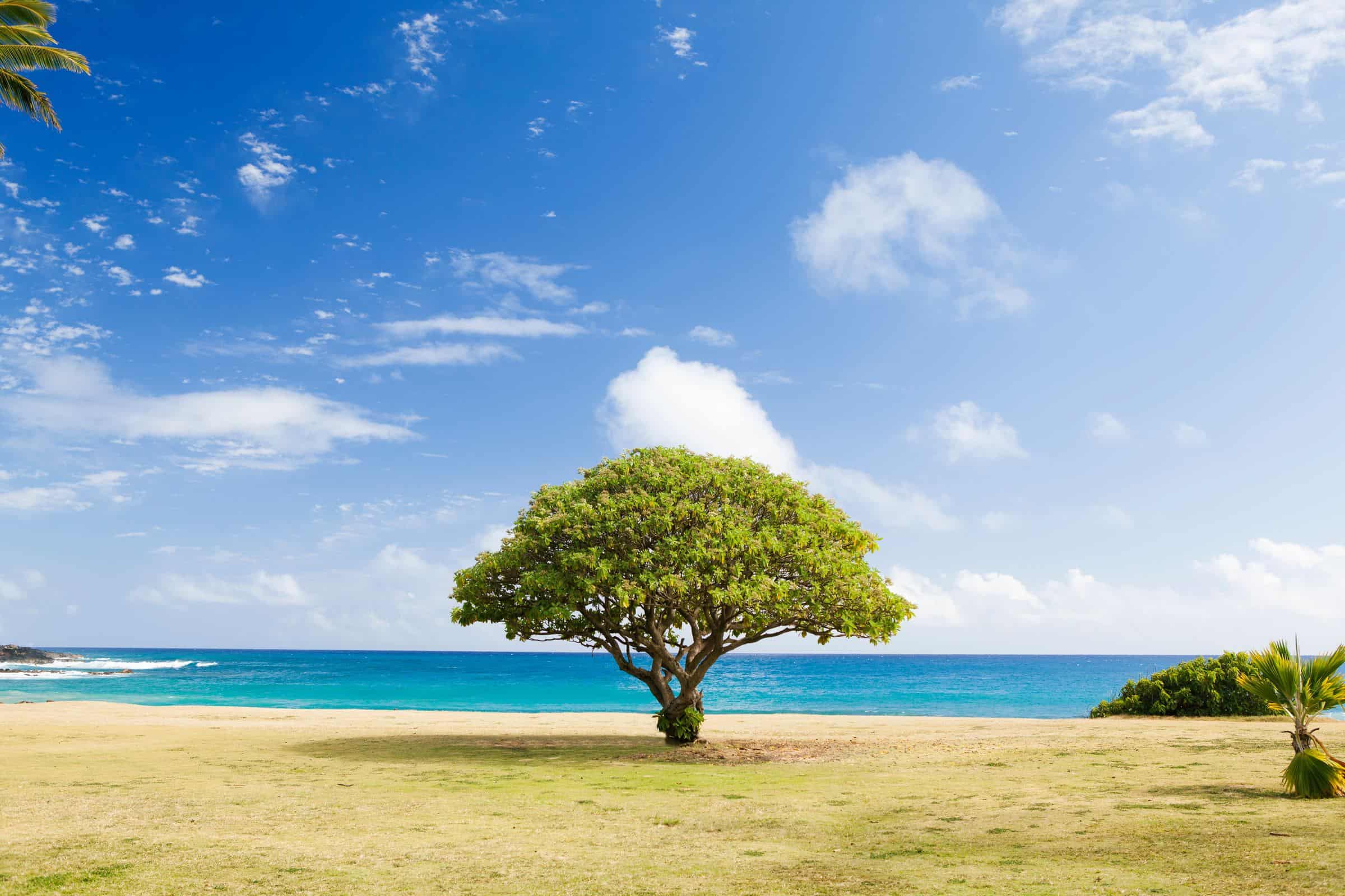 A tree on an island.