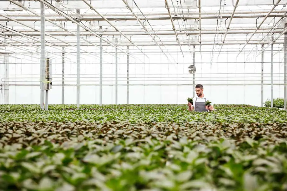 A man managing his farm.