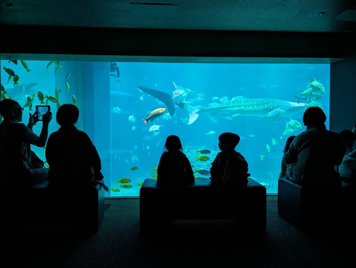 Osaka kid-friendly Itinerary - Osaka Aquarium Kaiyukan